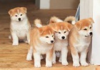 �t��ata Akita Inu