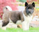 �t��ata Akita Inu