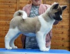 �t��ata Akita Inu