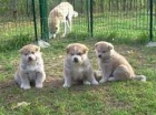 �t��ata Akita Inu