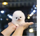 pomeransk� �t��ata