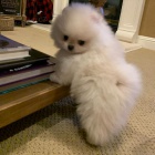 pomeransk� �t��ata