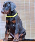 �t��ata doberman�