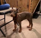 �t��ata doberman�