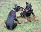 �t��ata doberman�