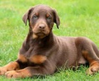 �t��ata doberman�
