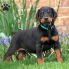 �t��ata doberman�