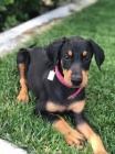 �t��ata doberman�