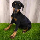 �t��ata doberman�