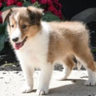 Prod�m �t��ata SHELTIE