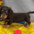 Prod�m zdrav�, od�erven� a o�kovan� �t��ata mini Jezev��k�