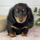 Prod�m �t��ata mini Jezev��k�