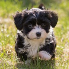 �t��ata havanese na prodej.