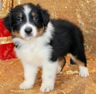 Prod�m o�kovan� �t��ata australsk�ho ov��ka