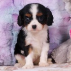 Kr�sn� a rozko�n� �t��ata Kaval�r King Charles Spaniel na prodej.