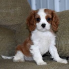 Prod�m o�kovan� �t��ata Kaval�r King Charles Spaniel.
