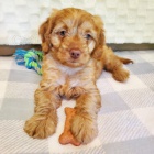 Prod�m �t��ata labradorsk�ho retr�vra.