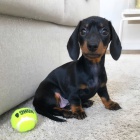 o�kovan� a od�erven� �t��ata jezev��ka k adopci.