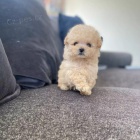 Prod�m kr�sn�, o�kovan�, od�erven� a zdrav� �t��ata pudla