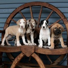 ڞasn� �t��ata Great Dane.