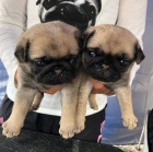 ڞasn� �t��ata mopsl�k�.