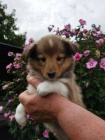 Zlat� �t���tka sheltie s PP