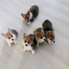 �istokrevn� �t��ata Corgi Pembroke.