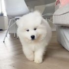 �istokrevn� �t��ata Samoyed.