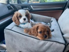 �istokrevn� Cavalier King Charles �t��ata.