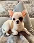 �istokrevn� �t��ata Chihuahua.