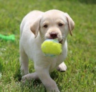 �istokrevn� �t��ata Labradoru.