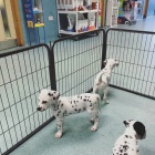 Kr�sn� dalmatsk� �t��ata.