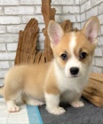 �t��ata Pembroke Welsh Corgi.