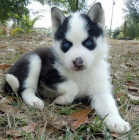 Prod�m �t��ata Suberian Husky