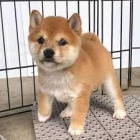 �t��ata Shiba Inu na prodej