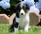 �t��ata Shetlandsk�ho ov��ka (Sheltie) na prodej | Adopce �t�n�te