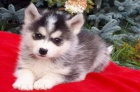 Prod�m �t��ata Pomsky