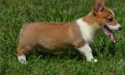 �t��ata corgi