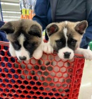 Kr�sn� �t���tka Akita.