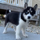 Kr�sn� �t��ata sibi�sk�ho husky.