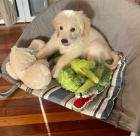 Kr�sn� �t���tka zlat�ho retr�vra.