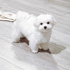 Kr�sn� maltsk� �t���tka.