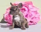 MERLE FRANCOUZSK� BULLDOG CHLAPEC