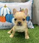 Prod�m o�kovan� �t��ata francouzsk�ho buldo�ka.