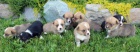 Prod�m o�kovan�, od�erven�, zdrav� �t��ata Pembroke Welsh Corgi.