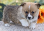 Prod�m o�kovan�, od�erven�, zdrav� �t��ata Pembroke Welsh Corgi.