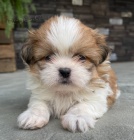 Prod�m �t��ata SHIH TZU