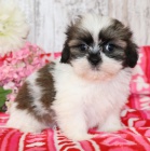 Prod�m o�kovan� �t��ata SHIH TZU