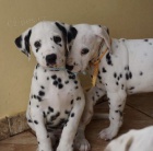 Prod�m kr�sn� a o�kovan� �t��ata Dalmatin�