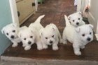 Prod�m �t��ata West Highland White Terriers